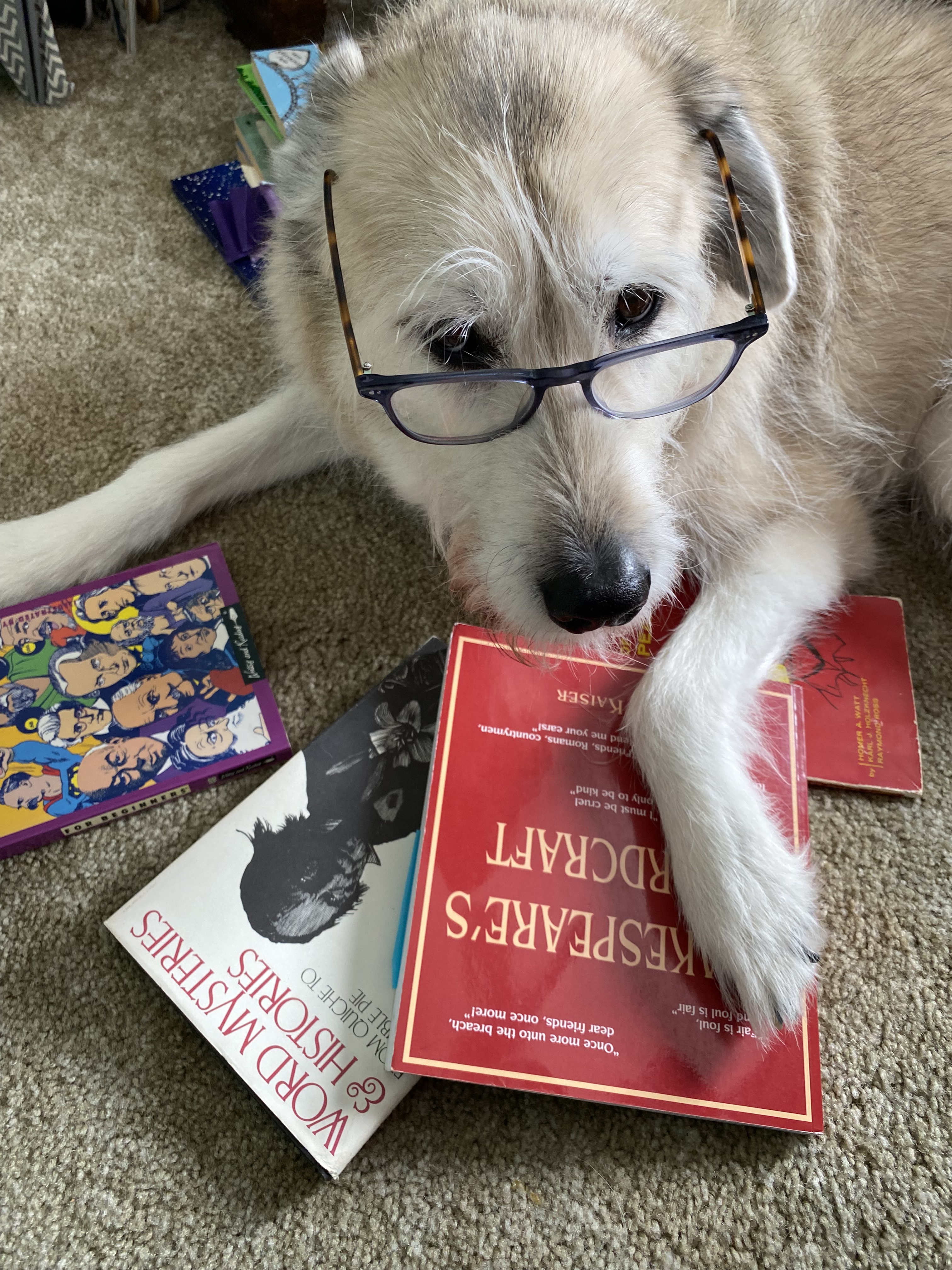 An adorable dog wears glasses and sits atop a pile of books.